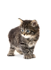 Cute tabby kitten on white background