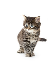 Fototapeta premium cute tabby kitten playing on white