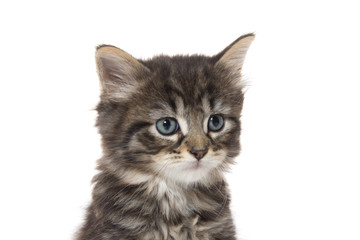 Cute baby tabby kitten on white