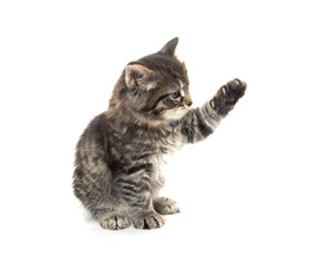 Cute baby tabby kitten on white