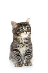 Obraz premium Cute baby tabby kitten on white