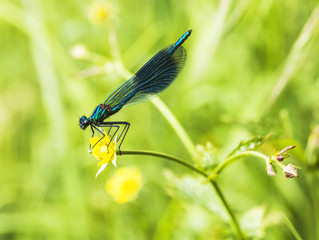 Gebänderte Prachtlibelle