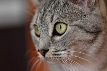 portrait of a gray cat
