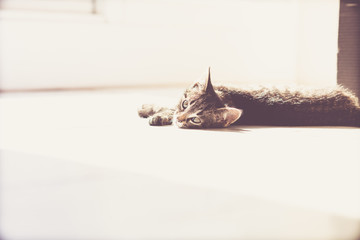 Pensive Gray Tabby Kitten Lying on the Floor