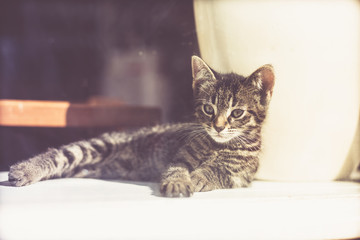 Comfortable little kitten relaxing in the sunshine