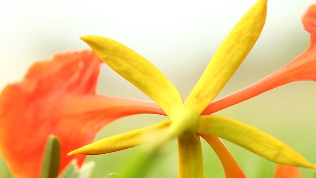 closeup shot of flowers