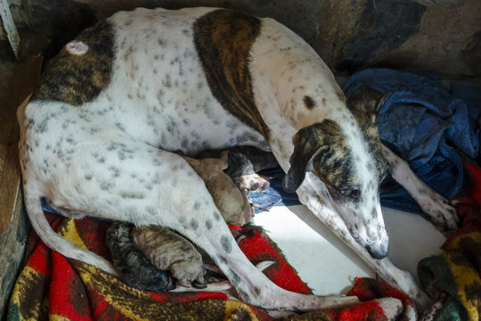 Perra Galga reci&eacute;n parida con su camada de cachorros de caza