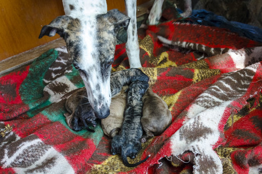 Perra Galga reci&eacute;n parida con su camada de cachorros de caza