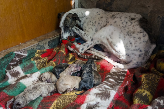 Perra Galga reci&eacute;n parida con su camada de cachorros de caza