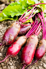 Beetroots on the ground