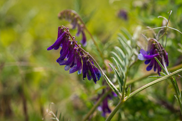 fleurs sauvages mauves