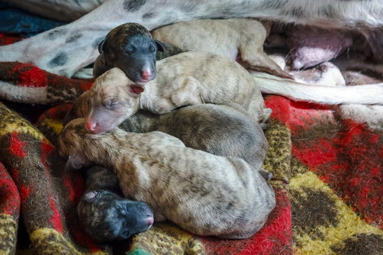 Perra Galga recién parida con su camada de cachorros de caza foto de Stock  | Adobe Stock