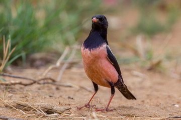 Portrait of rare Rosy Starling (Pastor roseus) 