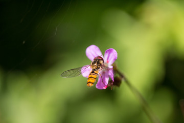 Schwebfliege auf Blume