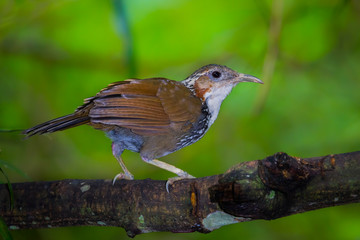  Large Scimitar Babbler ( Pomatorhinus hypoleucos )