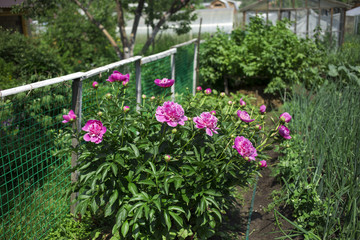 peonies on the white background