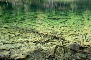 Bottom of a lake. Tree Branches under water of a green mountain lake.