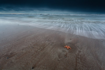 sea star on sand beach