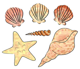 sea shells set