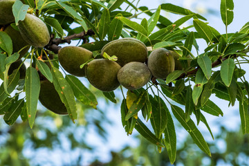 Amandes