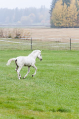 Obraz na płótnie Canvas White Finn horse colt on the pasture