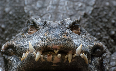 Obraz premium Dwarf Crocodile, Osteolaemus tetraspis