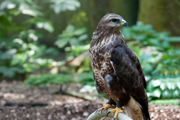 Buzzard, Buteo buteo