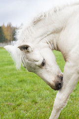 White Finn horse colt on the pasture