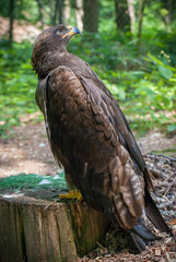 Golden Eagle