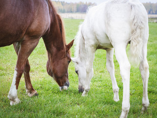 Naklejka na ściany i meble White Finn horse colt on the pasture with the mare