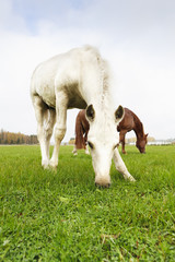 Obraz premium White Finn horse colt on the pasture with the mare