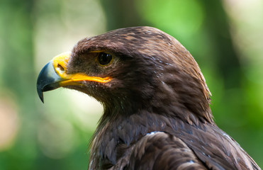 Golden Eagle, Head