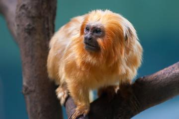 Golden Lion, Leontopithecus rosaria