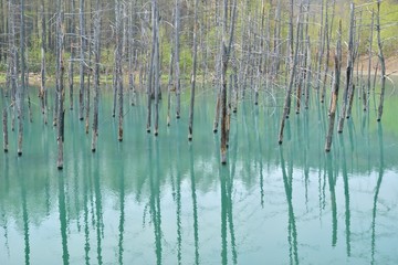 美瑛の青い池
