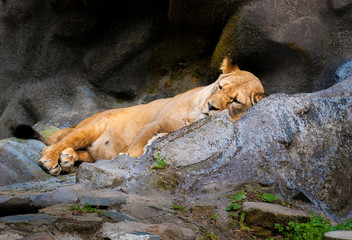 Dormant Lioness on Rock