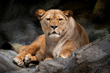 Obraz na płótnie Canvas Staring Lioness
