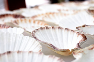 cook prepares appetizer with scallops