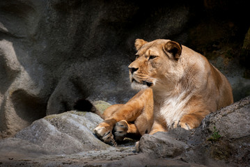 Fototapeta na wymiar Isolated Lying Lioness
