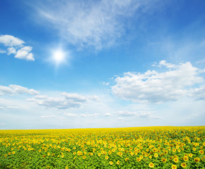 Obraz premium field of sunflowers