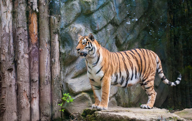 Standing Tiger