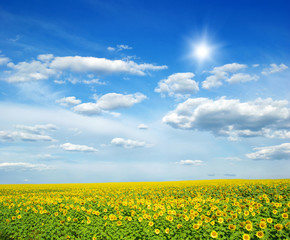 Obraz premium field of sunflowers