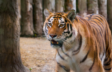 Fototapeta na wymiar Staring Glance of Tiger