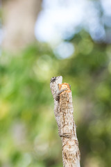 Young lizard on the tree