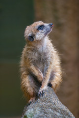 Guarding Suricata 