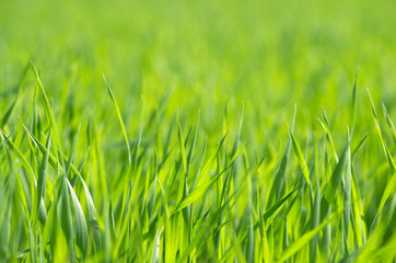 green grass