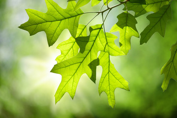 Spring Oak Leaves on Branch Isolated against Green Forest Canopy
