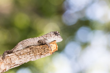 Young lizard on the tree