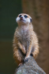 Sitting Suricata 