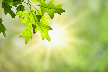 Spring Oak Leaves on Branch Isolated against Green Forest Canopy