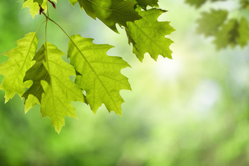 Spring Oak Leaves on Branch Isolated against Green Canopy